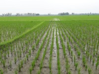 আউশ জমি পরিদর্শন