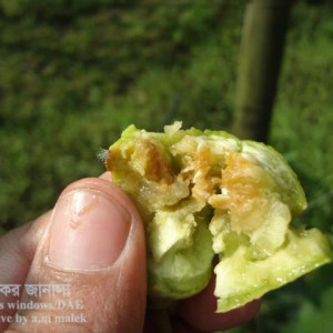 ধুন্দলের ফলের মাছি পোকা