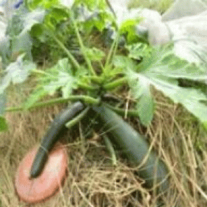 বারি স্কোয়াশ-১