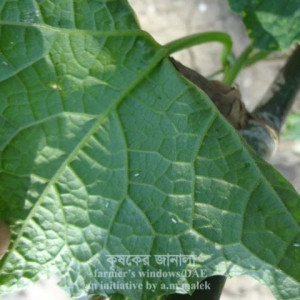 ঝিঙ্গার সাদা মাছি পোকা