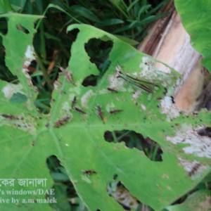 কচুর ঘাস ফড়িং