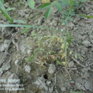 ছোলার গোড়া পচা রোগ