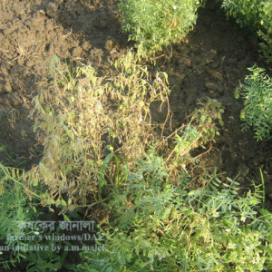 মসুরের স্টেমফাইলিয়াম ব্লাইট রোগ