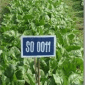 বারি পালংশাক ১