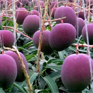 সূর্যডিম-বা-মিয়াজাকি-আম-যা-বিশ্ব-বাজারে-&lsquo;রেড-ম্যাংগো&rsquo;-নামে-পরিচিত